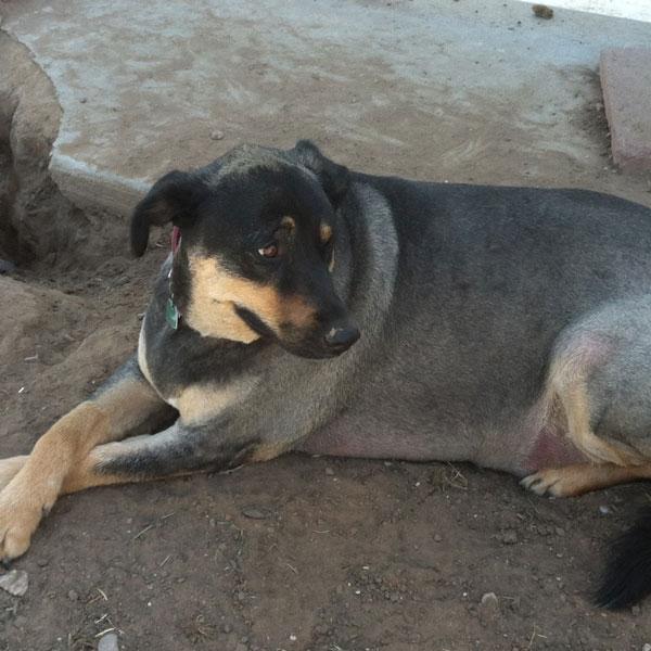 dog laying in dirt